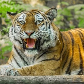 Wildlife And Adventure Tours India