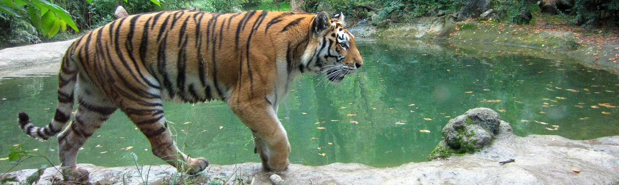 Wildlife