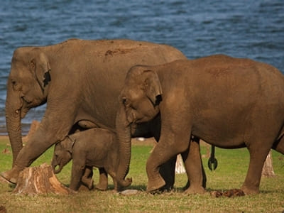 North India Wildlife Tour